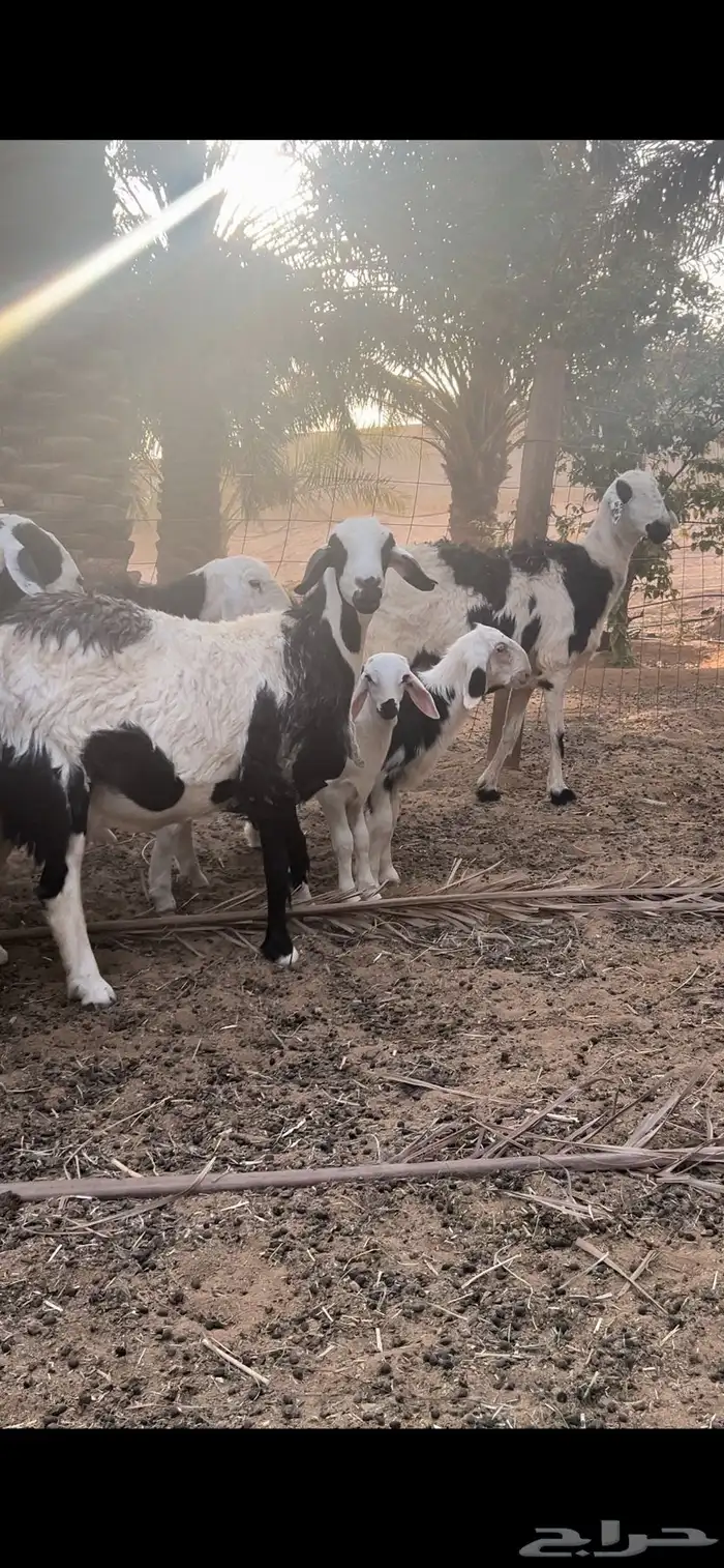 غنم نجد 9