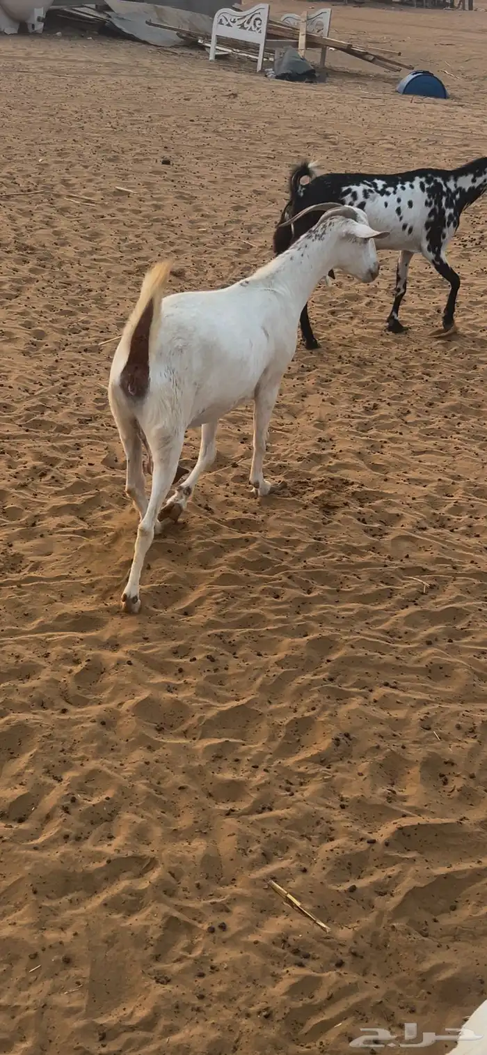عنز بيشيه فاخره 2