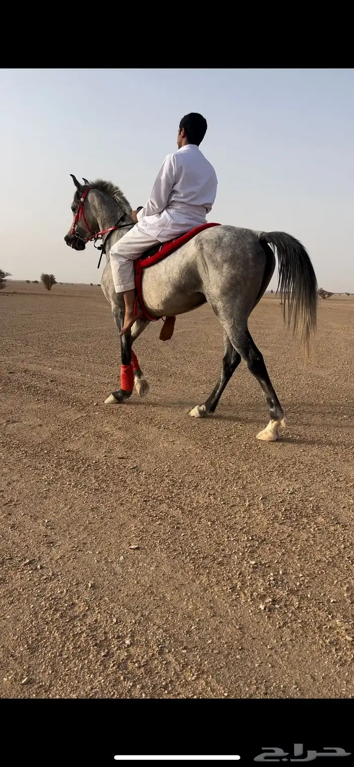 حصان 0