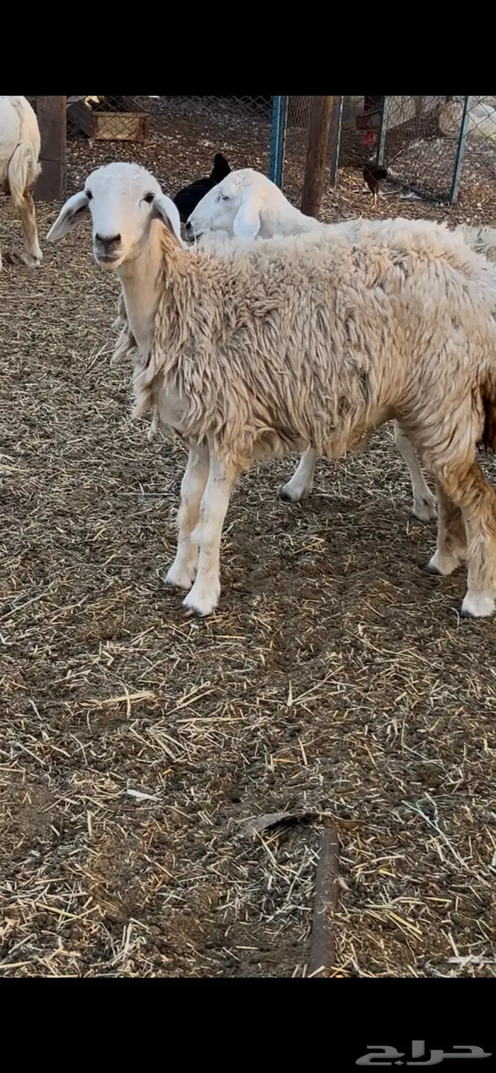 رخال طيبات بالخيل 5
