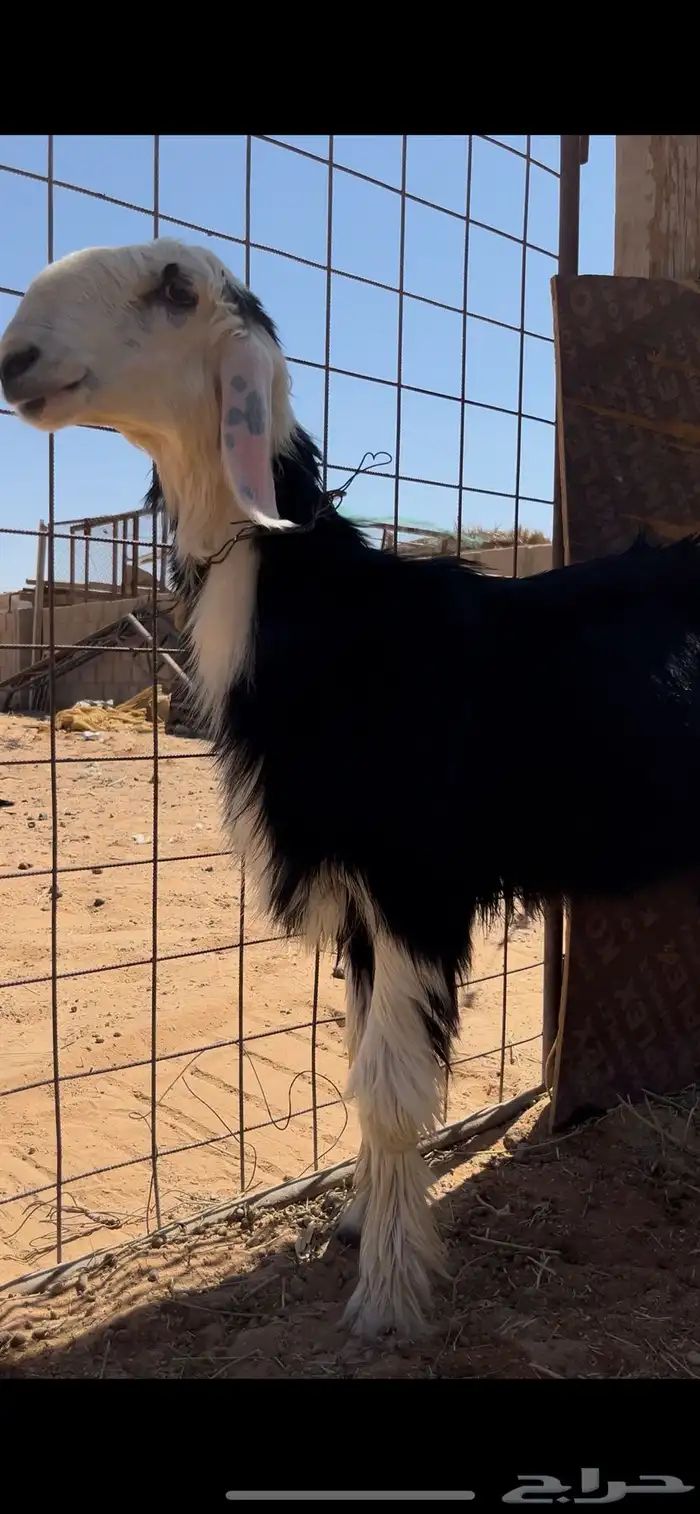 3 رخال فاخرات 5