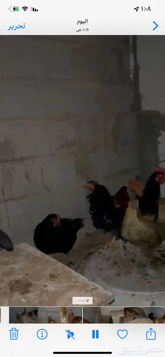 للبيع دجاج تركي بيض شرططط ونتج عندي 1