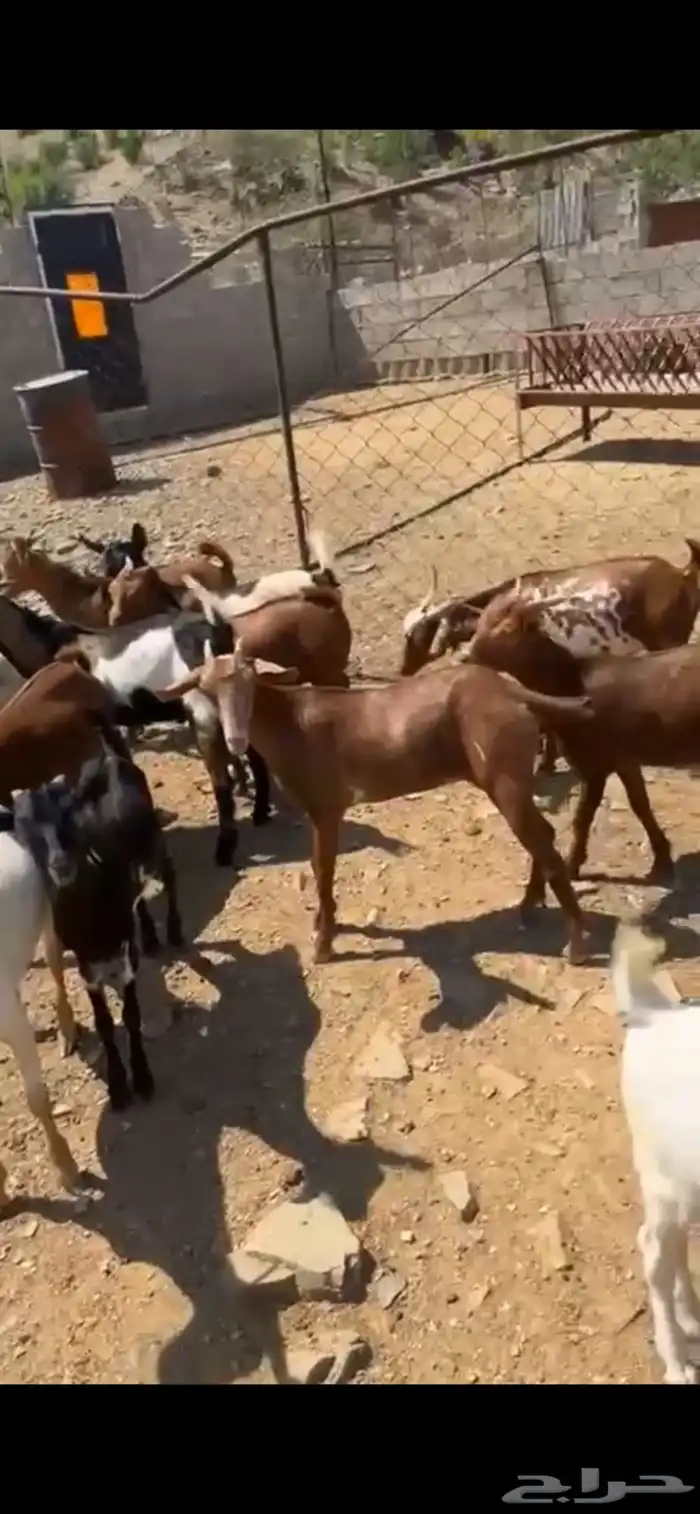 تيوس وعنقان محايل عسير 1