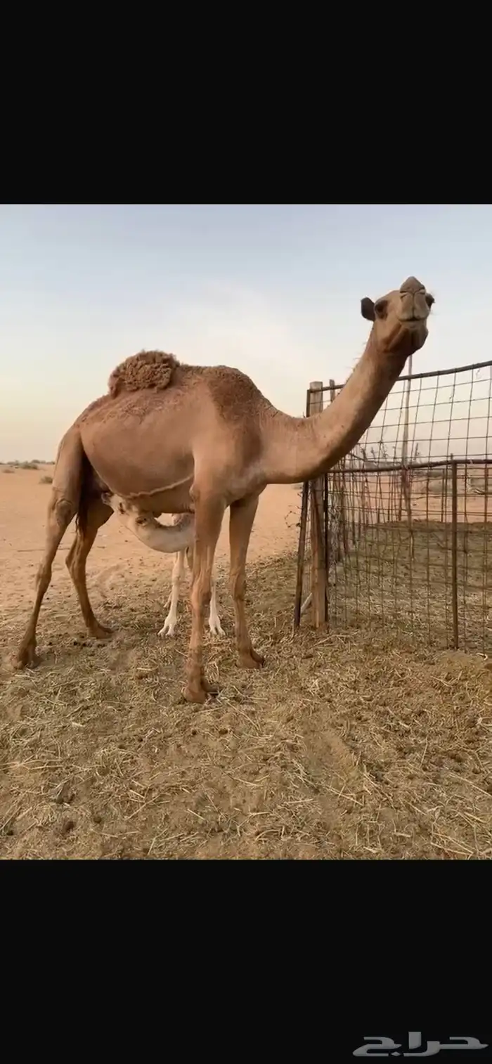 عشراء 4