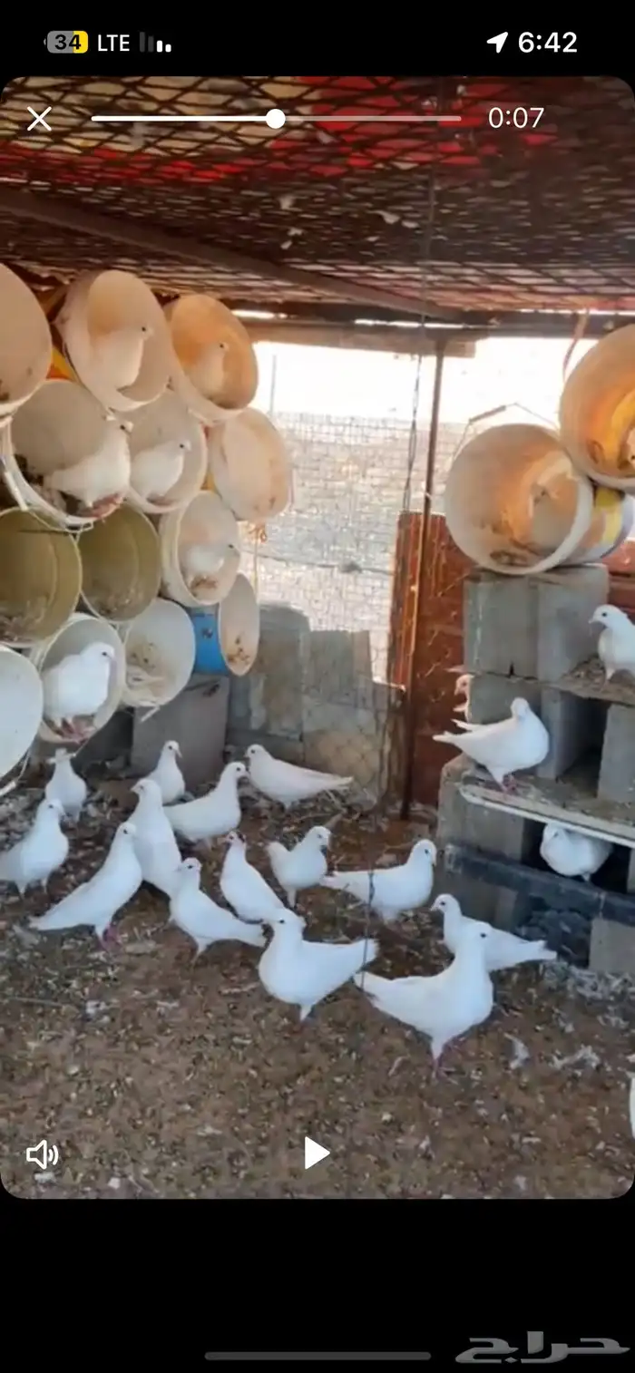 حمام فرنسي سوبر جانبو 1