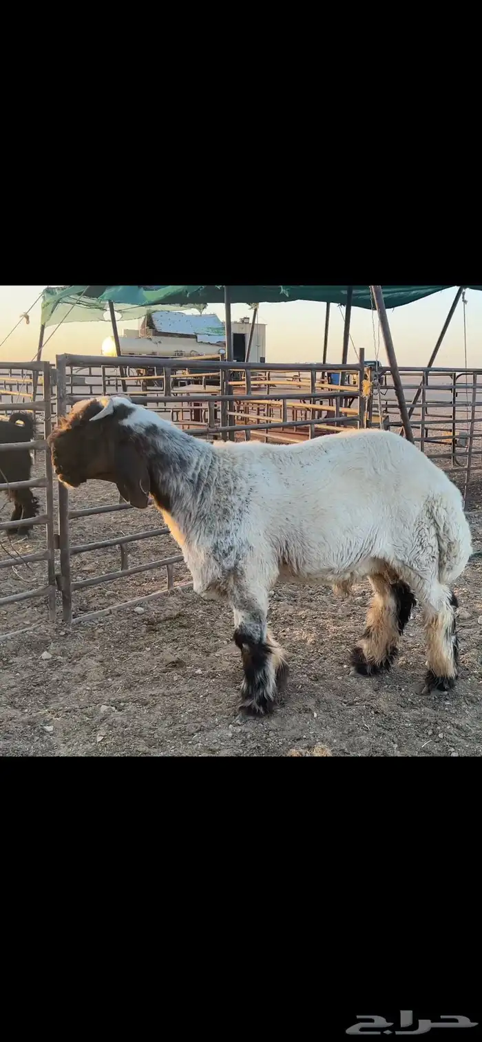 جذع نعيم صنف 0