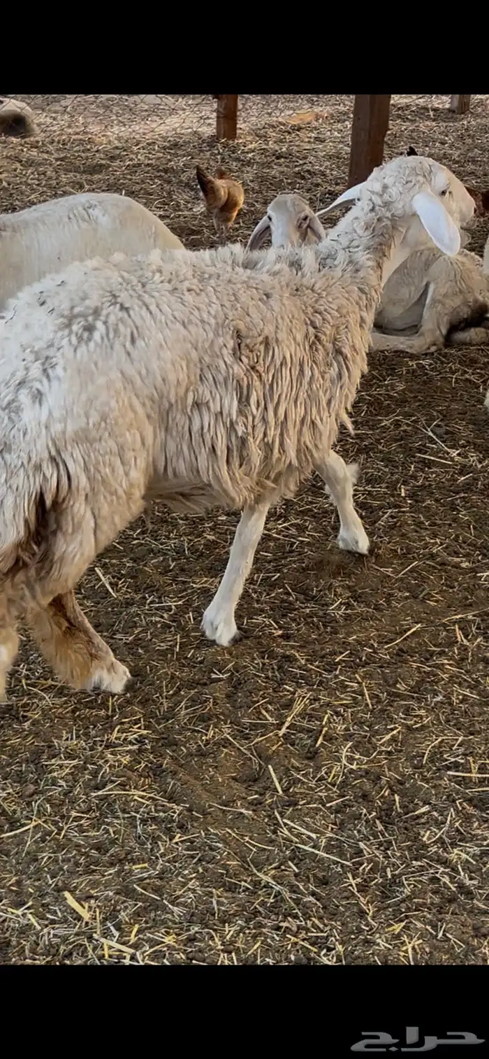 رخال طيبات بالخيل 7