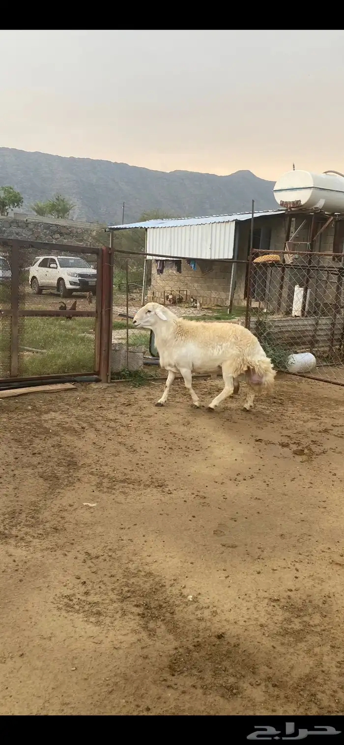 خروف فحل حري للبيع في محايل 1