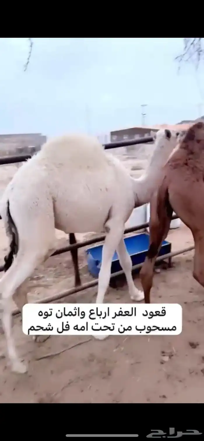 قعود باقي منه ربع وثمن 0