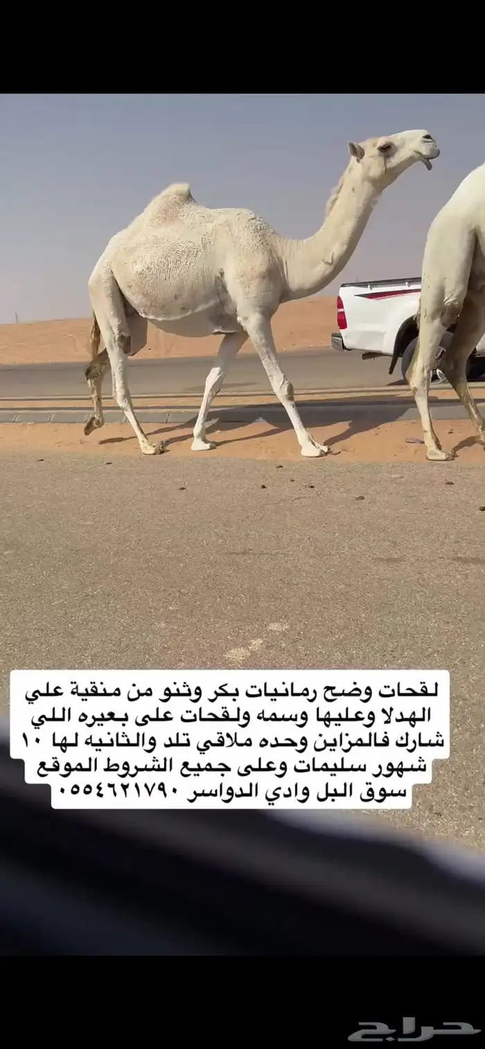 لقحات وضح من منقية الهدلا ولقحات على بعيره الي شارك بلمزاين 1