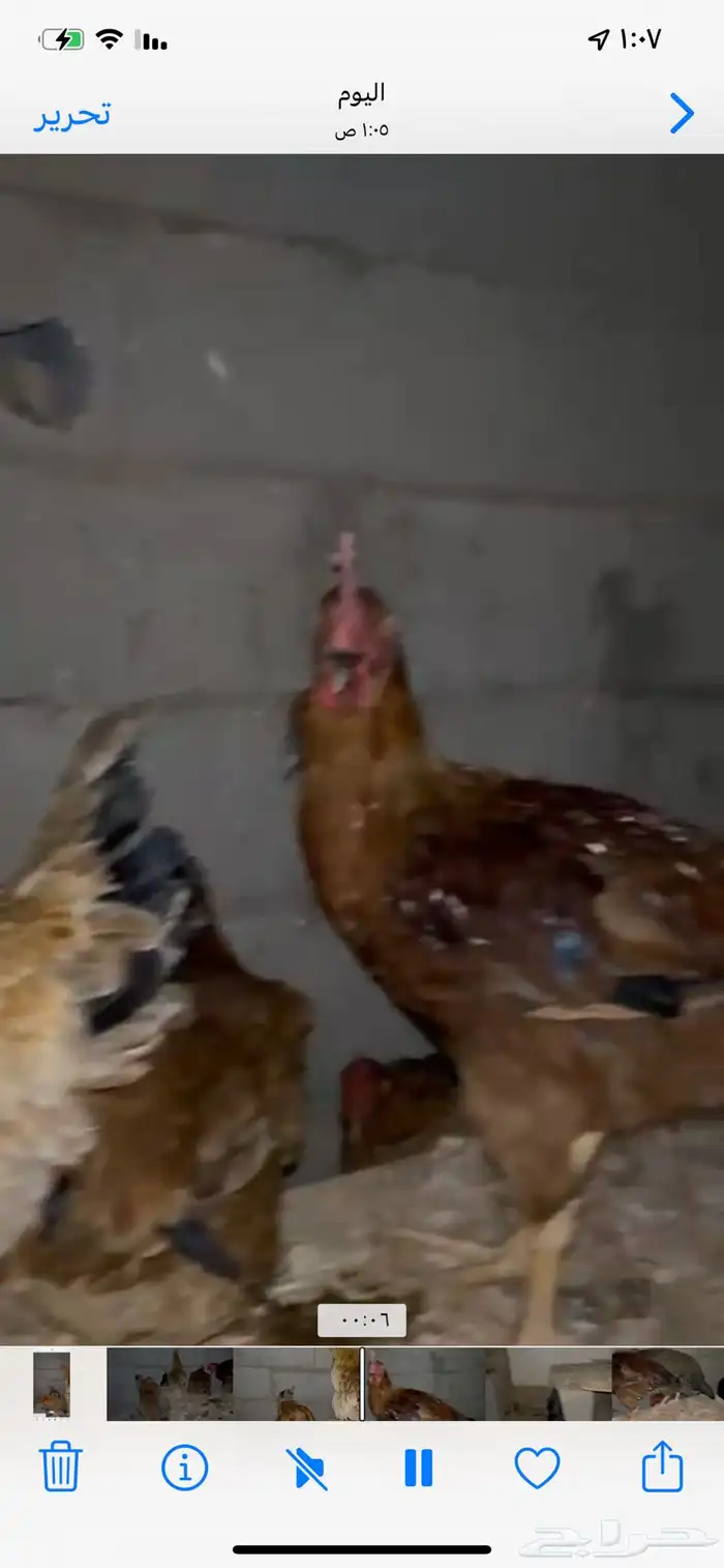 للبيع دجاج تركي بيض شرططط ونتج عندي 3