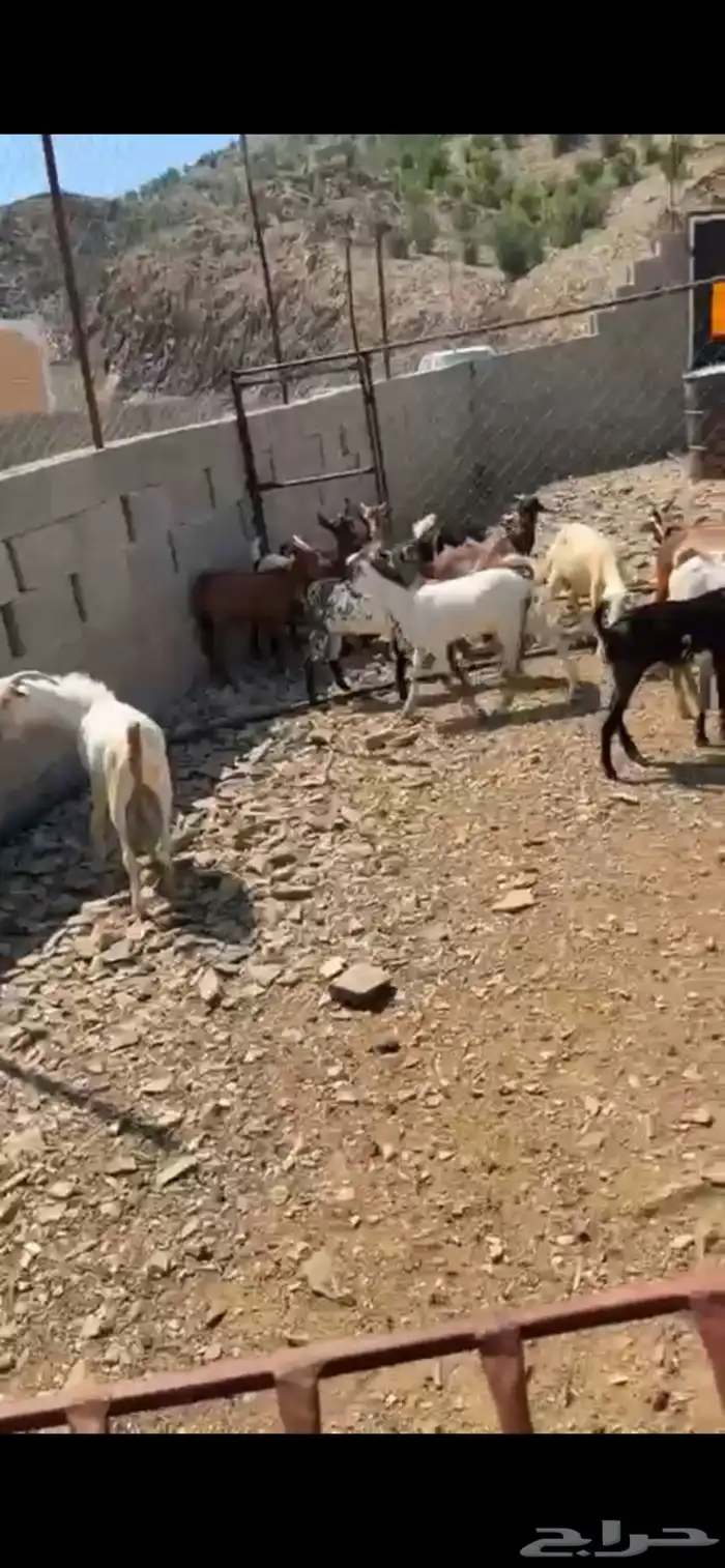 تيوس وعنقان محايل عسير 2