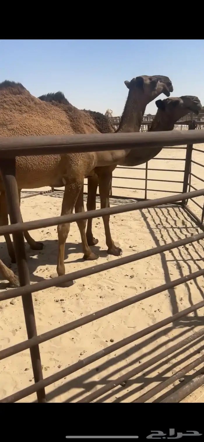 بكار خوات عبدانيات فيها باتليه الخامسه 3