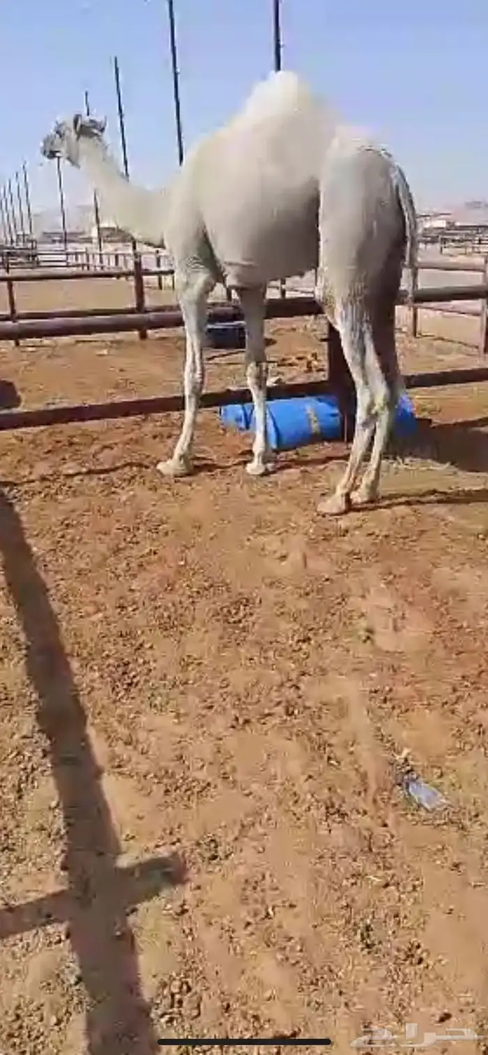 قعود حق قصب طيب 1