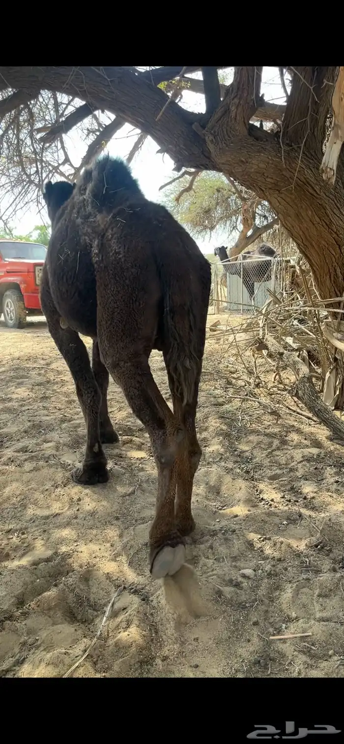 ناقه ضروبه 1