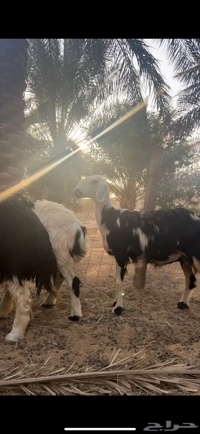 غنم نجد 6