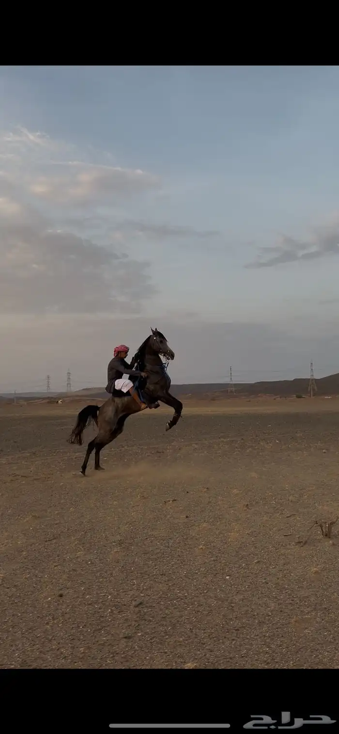 للبيع حصان شيخ شعبي 0