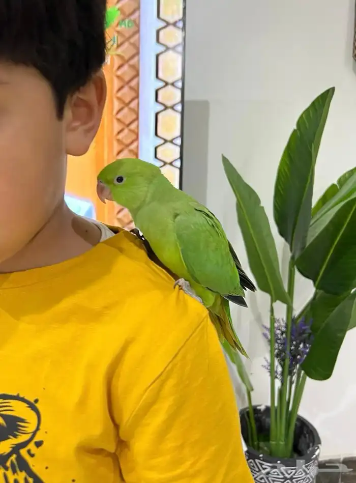 دره اليف مره و يحب الاطفال و متعود و صحته و نظافه شرط 4