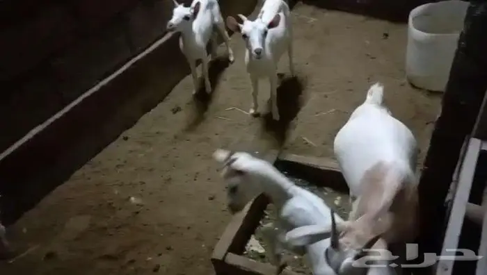 تيوس جنوبيه 1