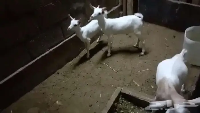 تيوس جنوبيه 0