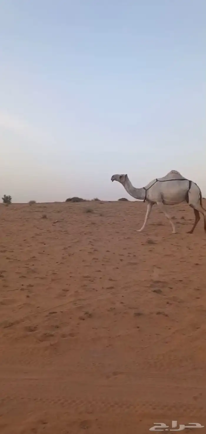 للبيع خلفه وضحا 0