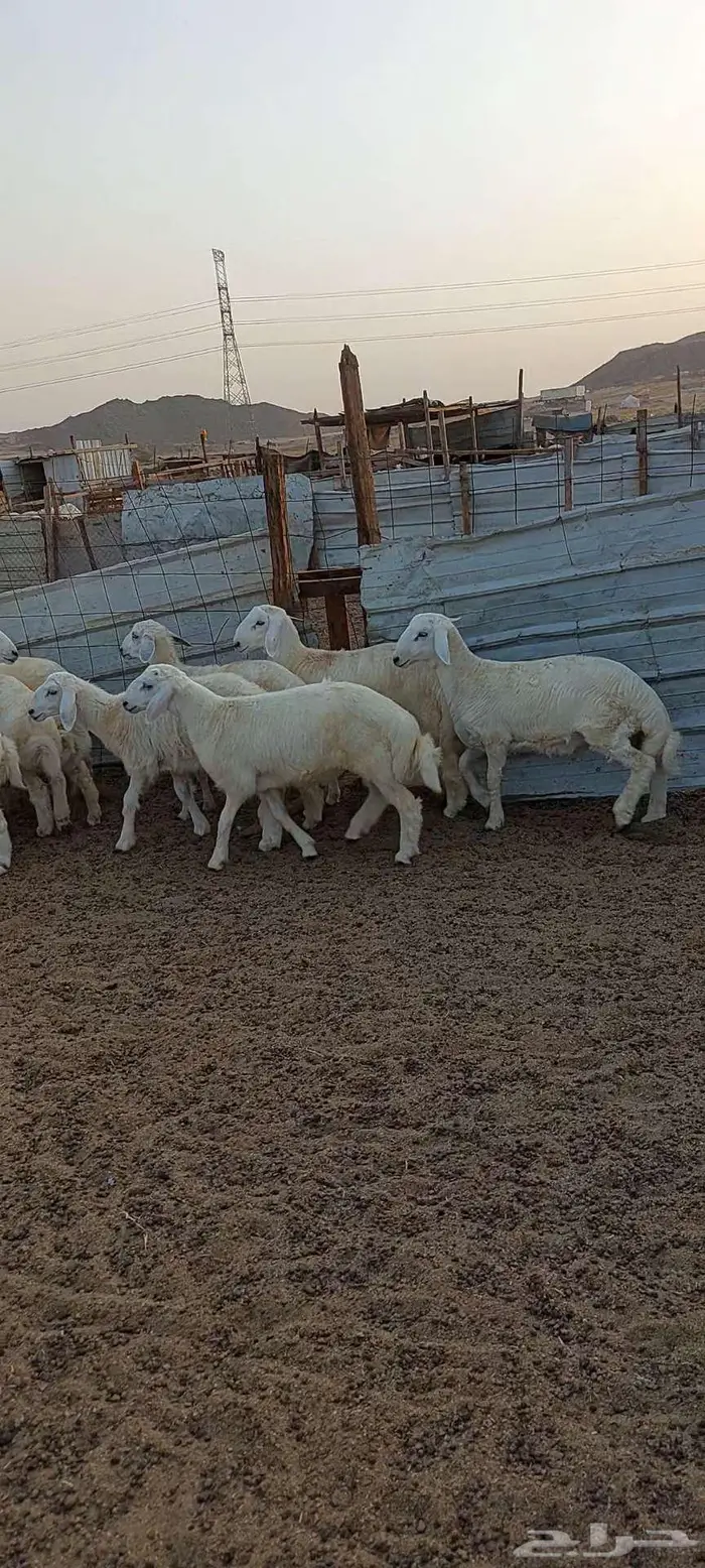 جلب شحم طليان ورخال. ورخال مقنا 2