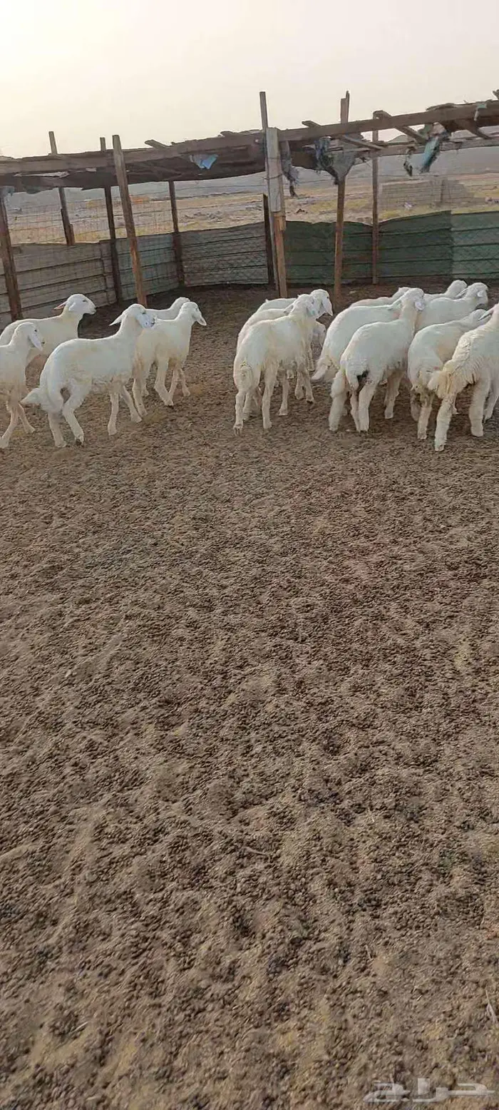 جلب شحم طليان ورخال. ورخال مقنا 1