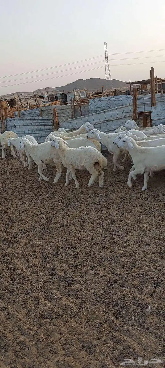 جلب شحم طليان ورخال. ورخال مقنا 0