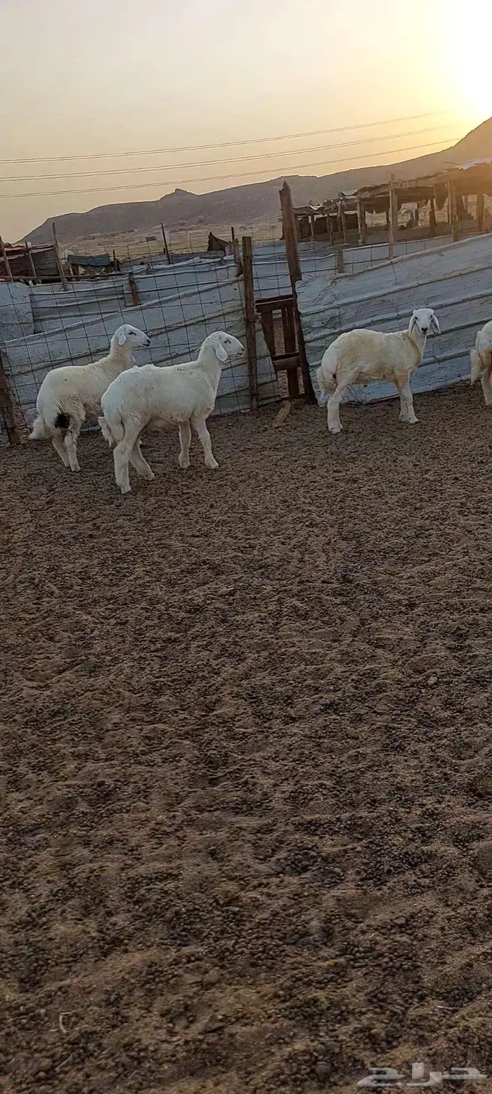 جلب شحم طليان ورخال. ورخال مقنا 4