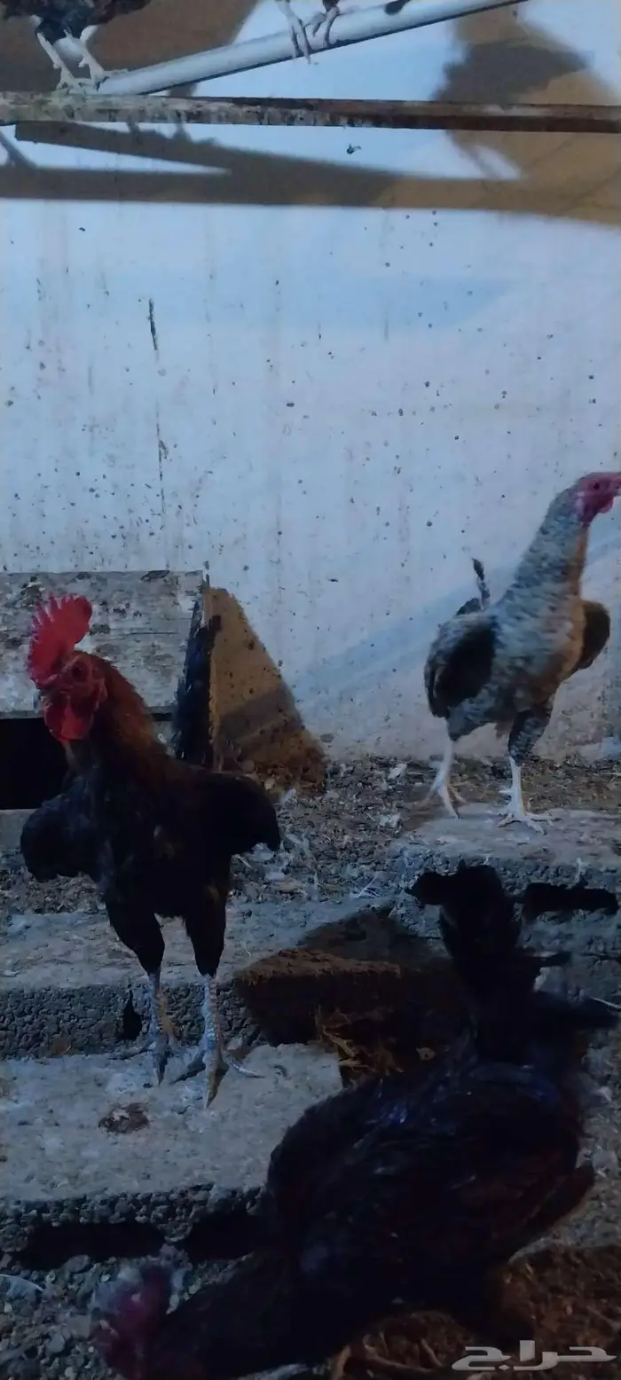 دياكة للبيع 2