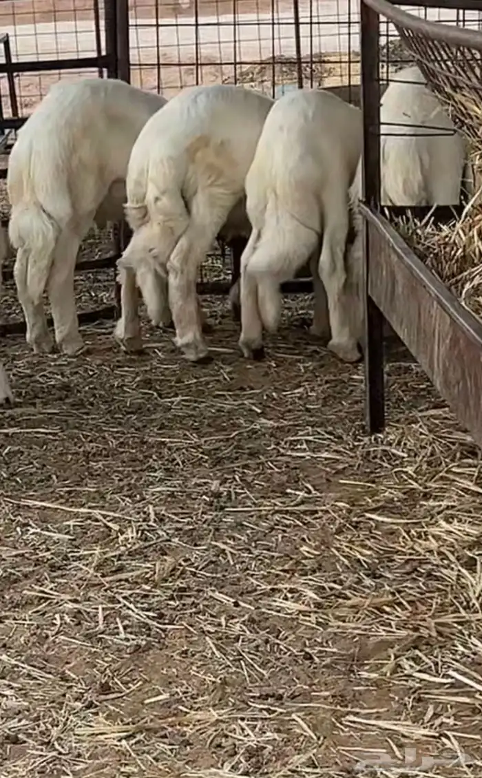 ذبايح حرية نظيفة يابلاش 0