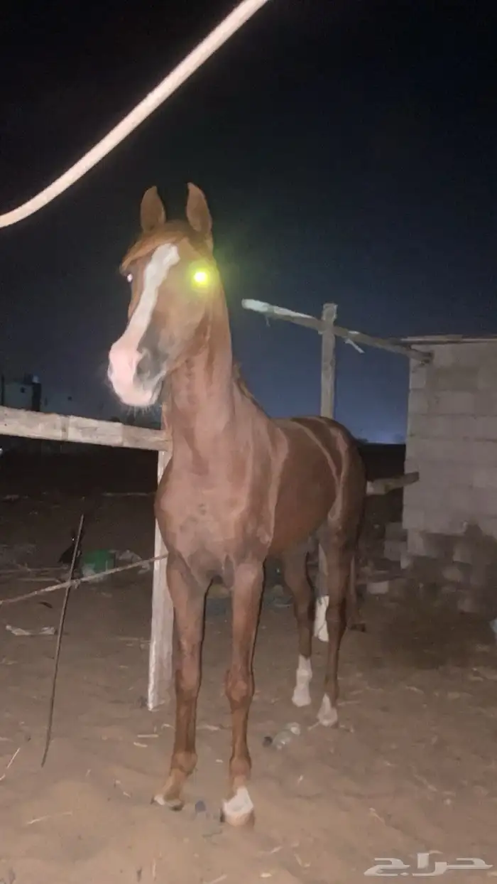 حصان شعبي كفو 0