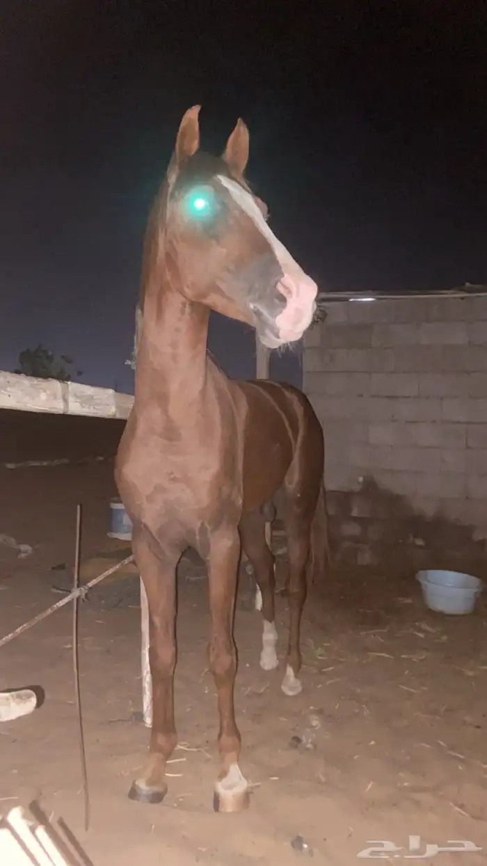 حصان شعبي كفو 1