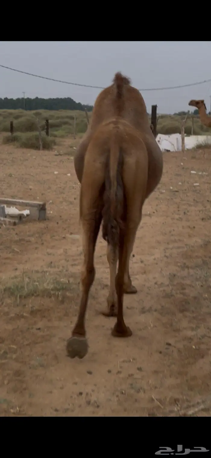ناقه ساحليه جنب تم البيع خارج الموقع 0