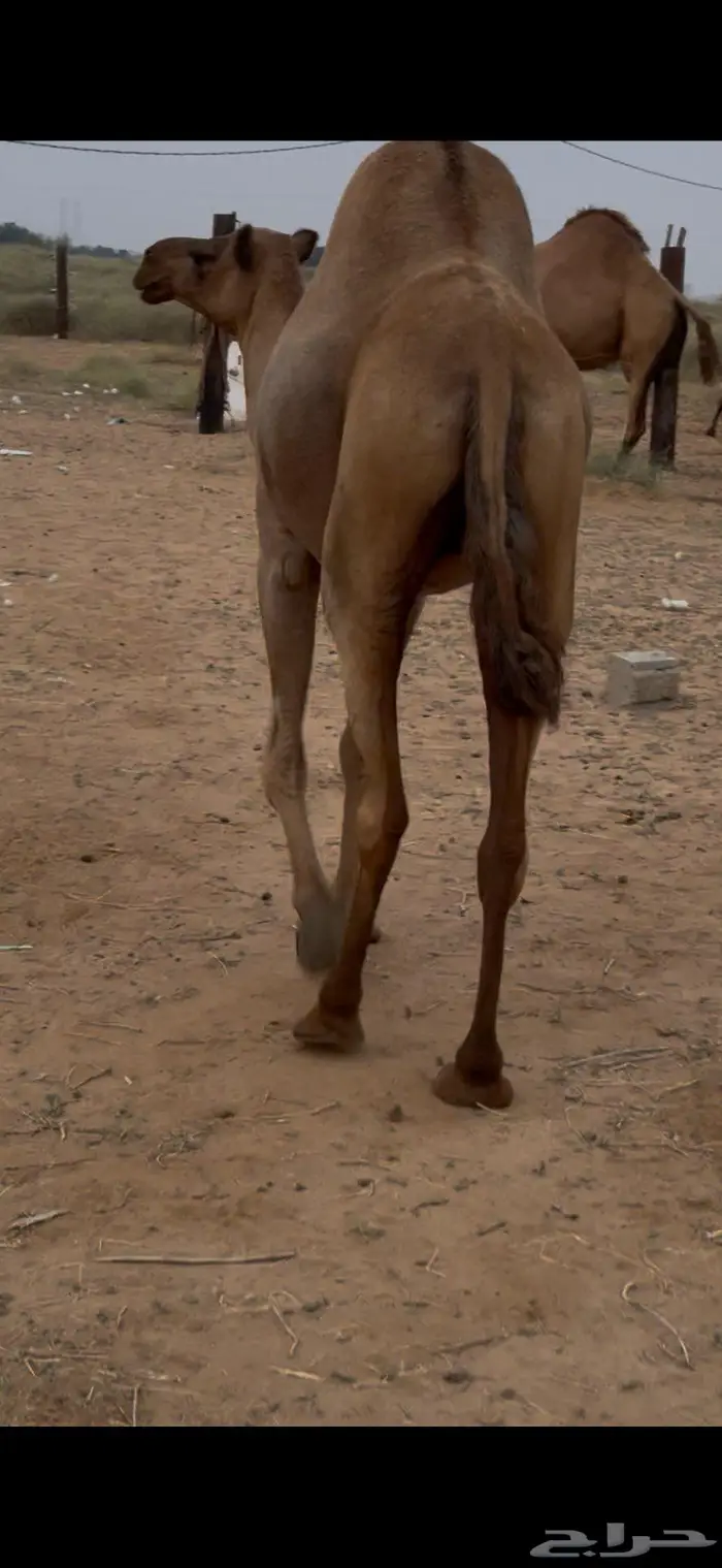ناقه ساحليه جنب تم البيع خارج الموقع 4