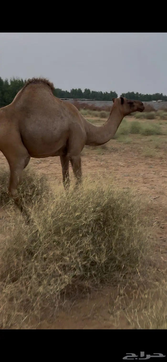 ناقه ساحليه جنب تم البيع خارج الموقع 5