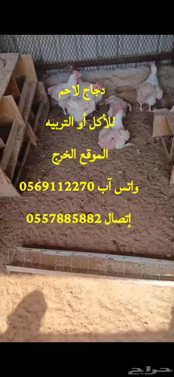 دجاج لاحم للأكل أو التربيه الخرج 0