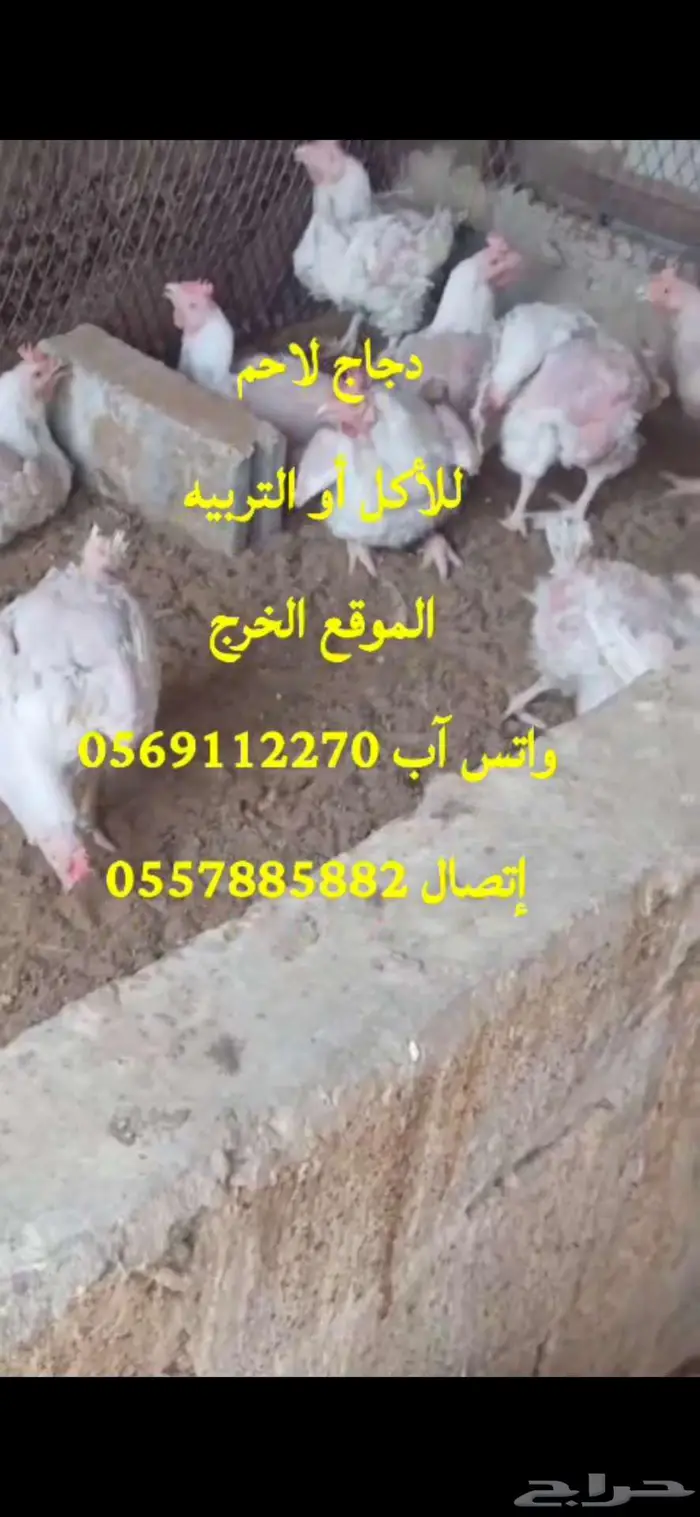 دجاج لاحم للأكل أو التربيه الخرج 2