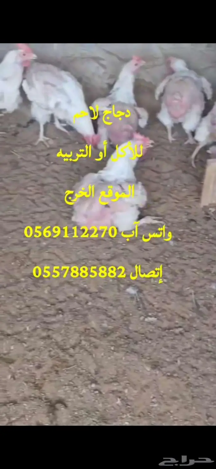 دجاج لاحم للأكل أو التربيه الخرج 1