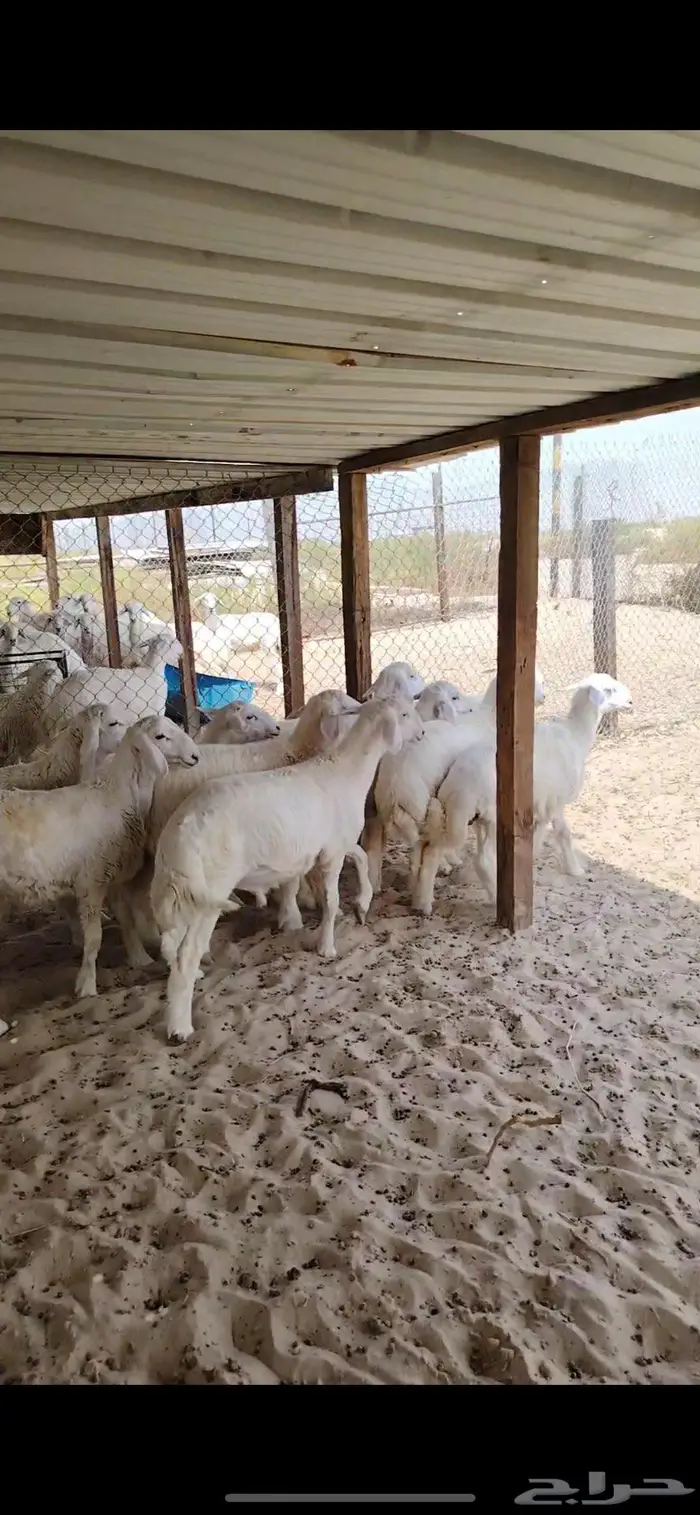 ذبايح حريات خرفان ورخال 2