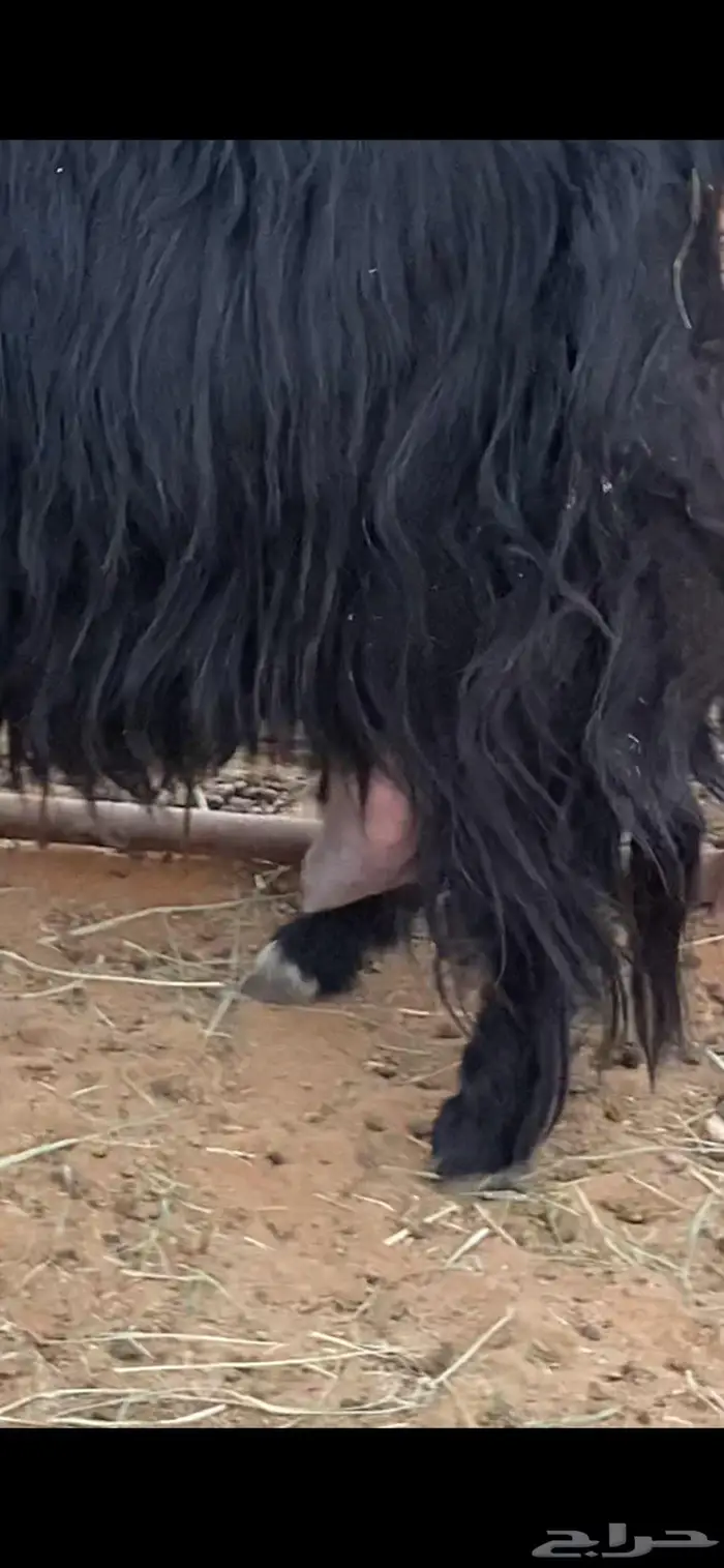 معزا عارضيات حليب شرط 0