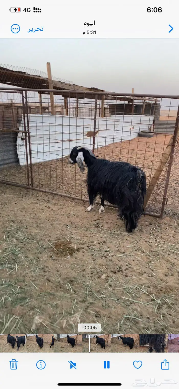 معزا عارضيات حليب شرط 1