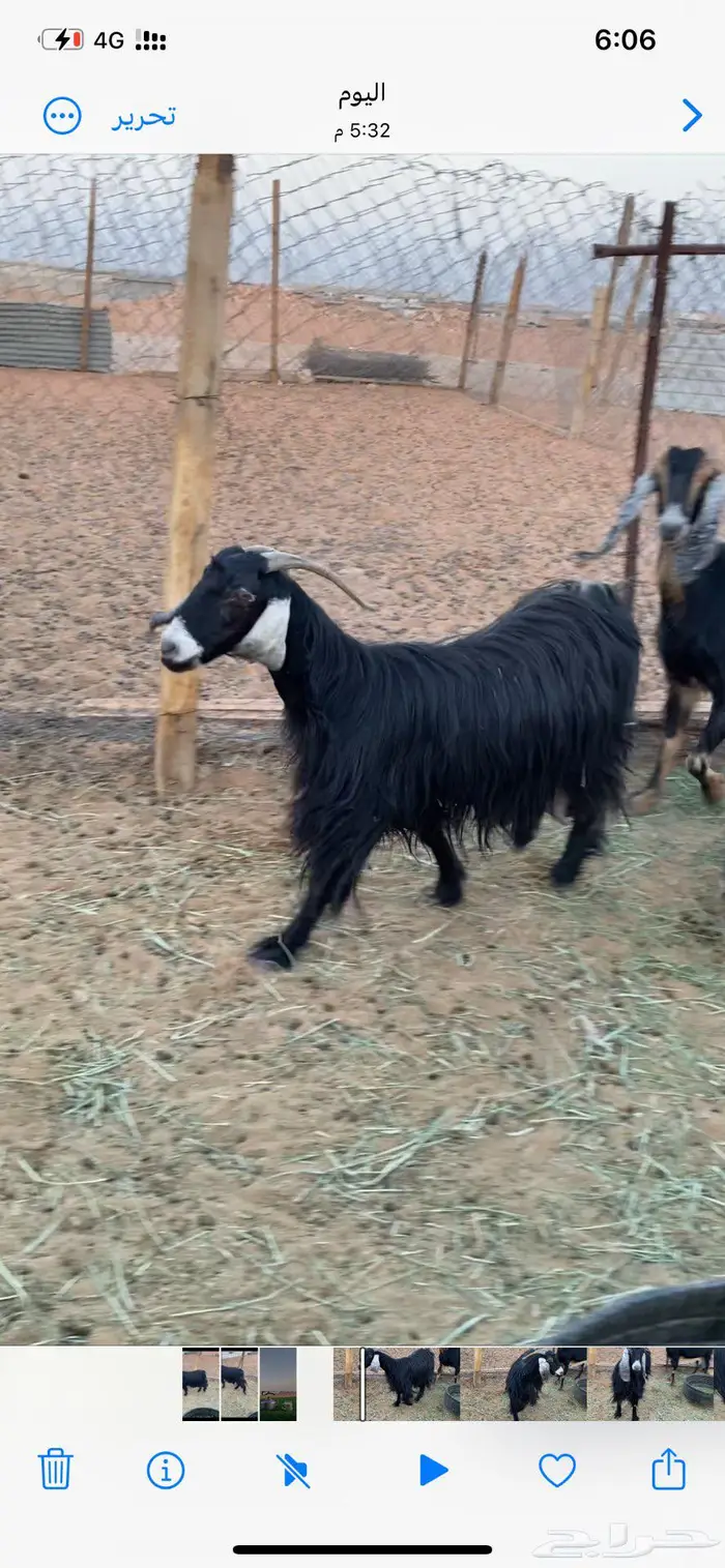 معزا عارضيات حليب شرط 3