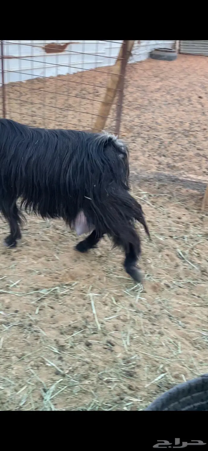 معزا عارضيات حليب شرط 2