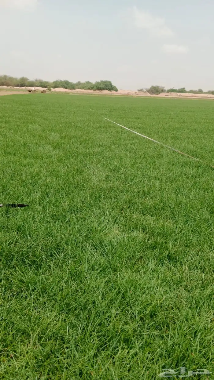 ثيل او نجيله طبيعي مشروطه 17