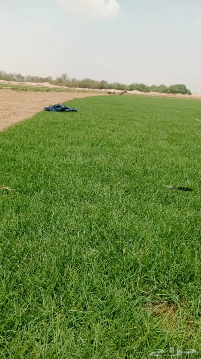 ثيل او نجيله طبيعي مشروطه 16