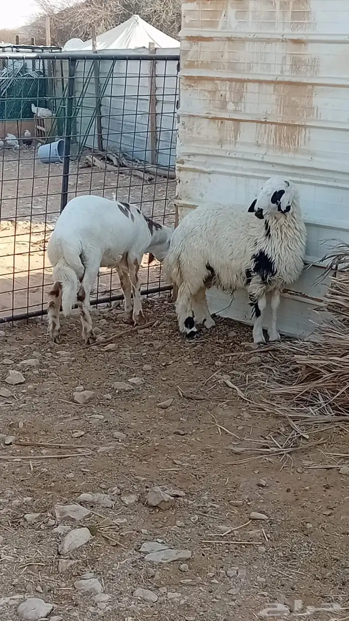 طليان للبيع 1