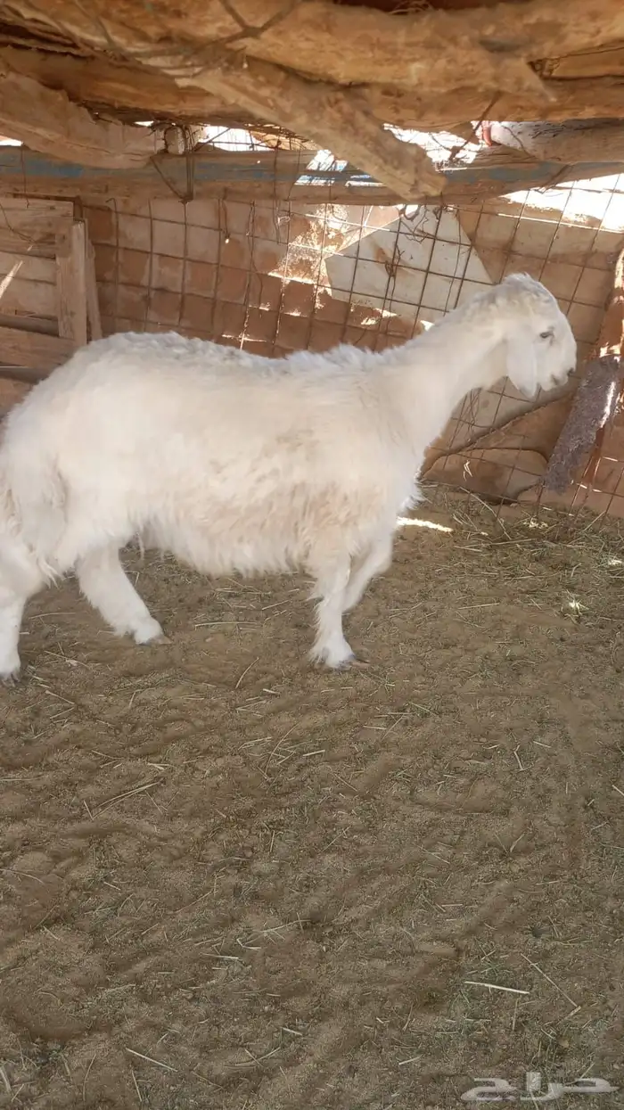 للبيع مشروع فحل حري 1