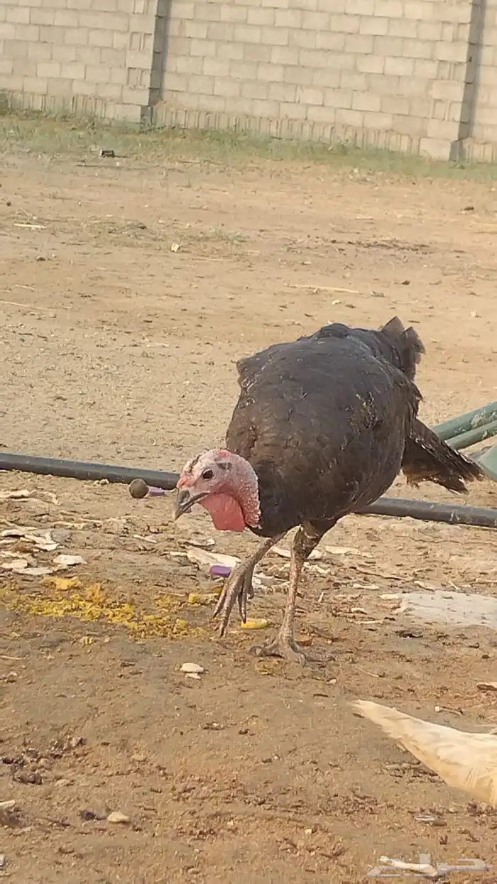 دجاج رومي 0