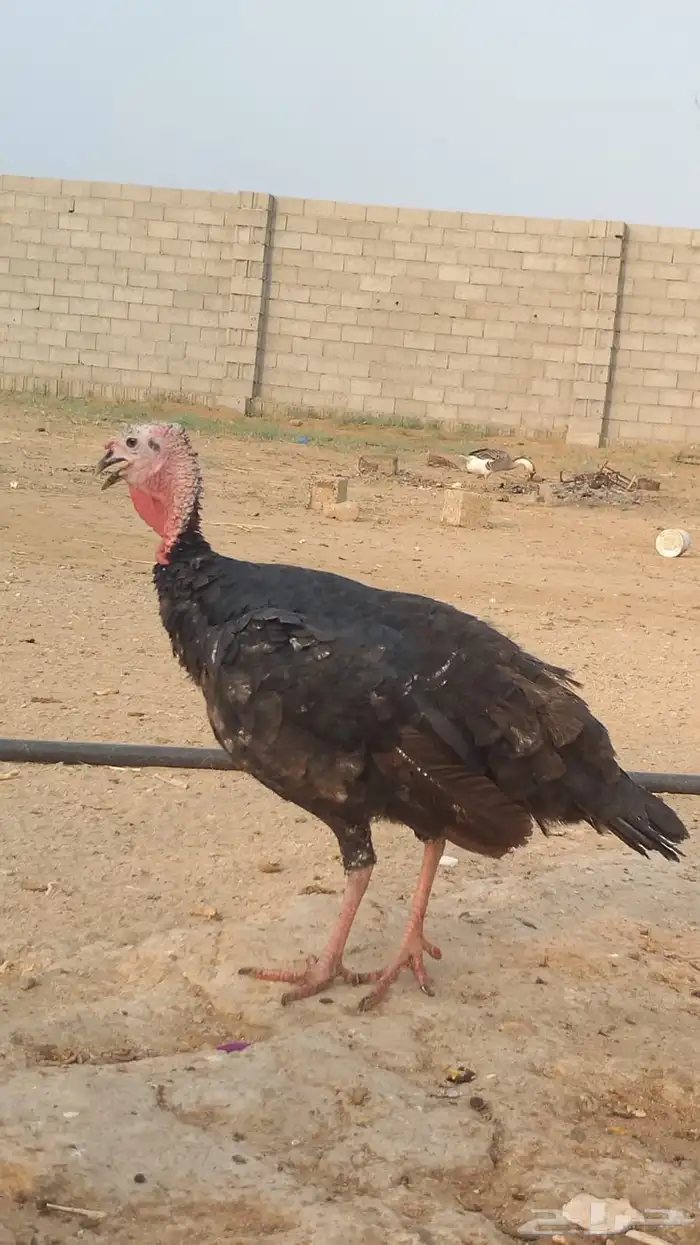 دجاج رومي 6